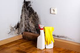 Why You Should Choose Our Mold Remediation Services in La Riviera, CA